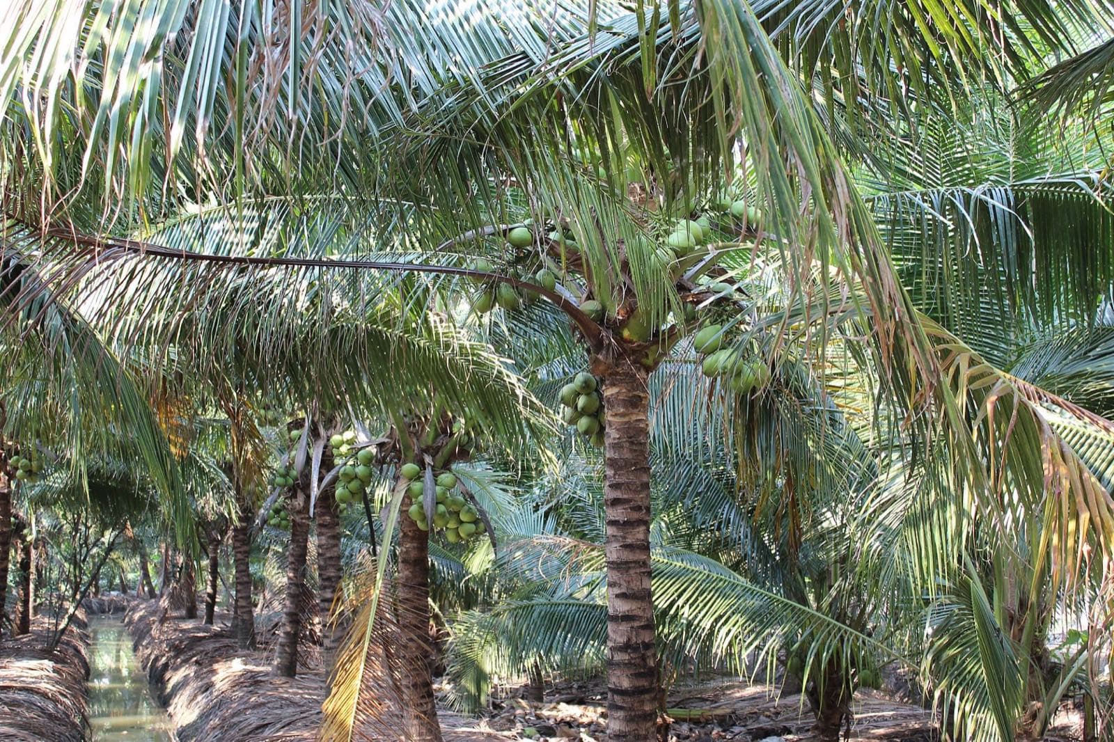 Rows of dwarf Nam Hom coconut palms between irrigation canals in Damnoen Saduak, Ratchaburi